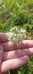 Allium stellerianum