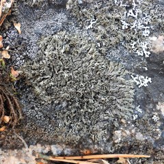 Phaeophyscia sciastra