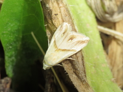 Eublemma cochylioides