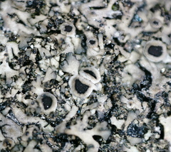 Phaeophyscia sciastra