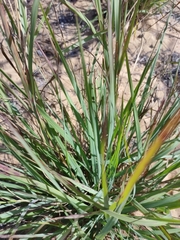 Eragrostis interrupta