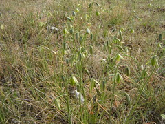 Albuca viscosa