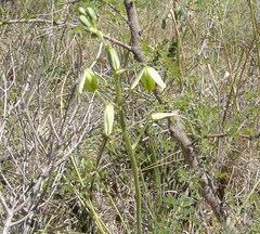 Albuca viscosa