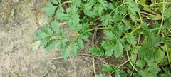 Potentilla tobolensis