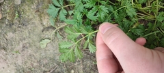 Potentilla tobolensis