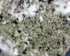 Phaeophyscia sciastra