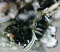 Phaeophyscia sciastra