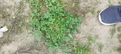 Potentilla tobolensis