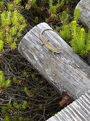 Podarcis carbonelli carbonelli