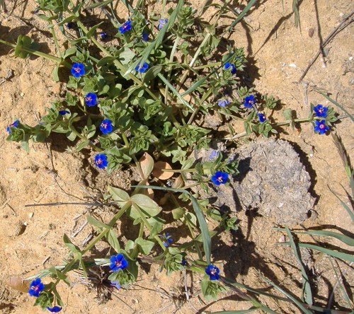 Blue Scarlet Pimpernel