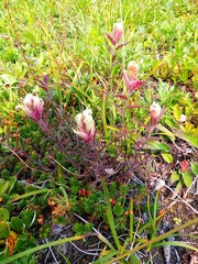 Castilleja pavlovii