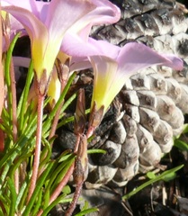 Oxalis polyphylla pentaphylla