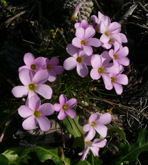 Oxalis polyphylla pentaphylla