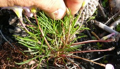 Oxalis polyphylla pentaphylla