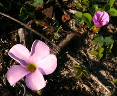 Oxalis eckloniana-nidulans