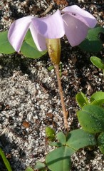 Oxalis eckloniana-nidulans