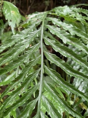 Asplenium wrightii