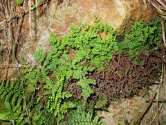 Oeosporangium