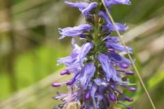 Veronica orchidea