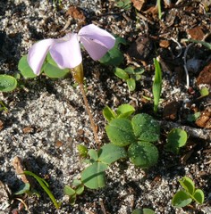 Oxalis eckloniana-nidulans