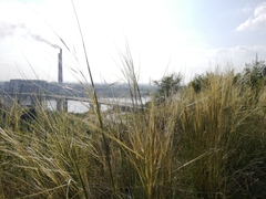 Stipa capillata