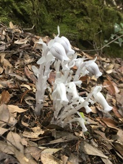 Monotropastrum humile