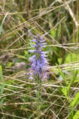 Veronica orchidea
