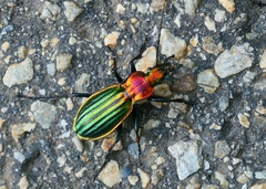 Carabus lineatus lateralis