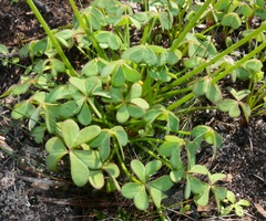 Oxalis pes-caprae pes-caprae