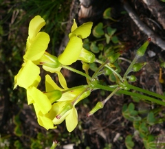 Oxalis pes-caprae pes-caprae