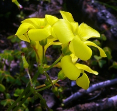Oxalis pes-caprae pes-caprae