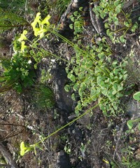 Oxalis pes-caprae pes-caprae