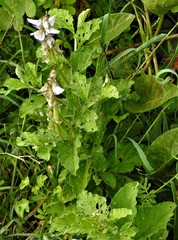 Crotalaria verrucosa