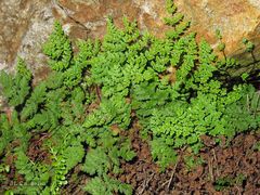 Oeosporangium