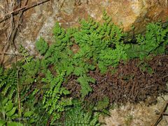 Oeosporangium