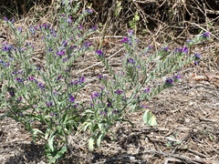 Echium vulgare