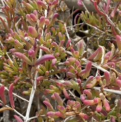 Salsola divaricata
