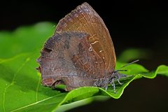 Mahathala ameria