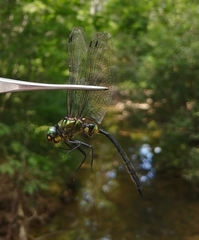 Somatochlora exuberata