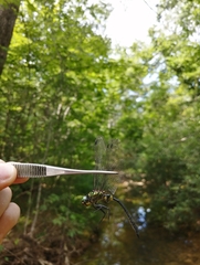 Somatochlora exuberata