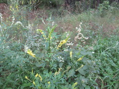 Melilotus suaveolens