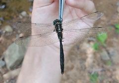 Somatochlora exuberata