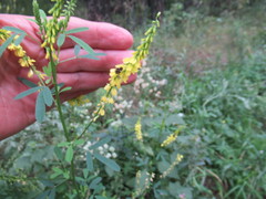 Melilotus suaveolens