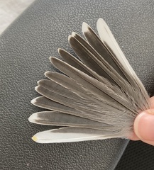 Curruca cantillans albistriata