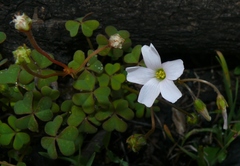 Oxalis dentata