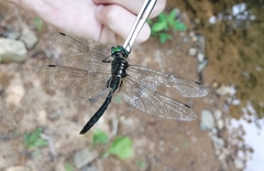 Somatochlora exuberata