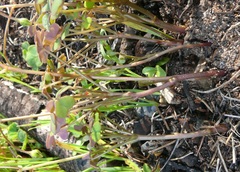 Oxalis dentata