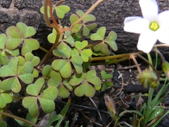 Oxalis dentata