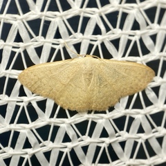Idaea uniformis