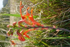 Chasmanthe aethiopica